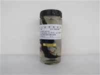 藏品(家燕)的圖片